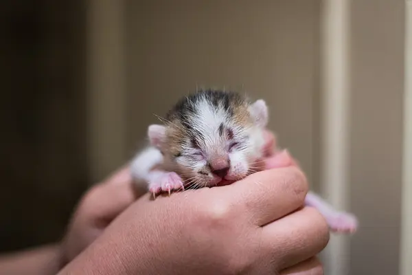 新しい子猫との最初の1週間：日々のサバイバルガイド