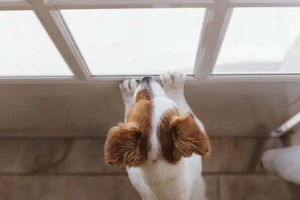 子犬の「トイレに行きたい」サインを見分ける方法