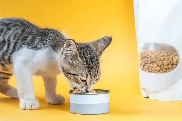 愛猫のための完璧な給餌スケジュールを作成する完全ガイド