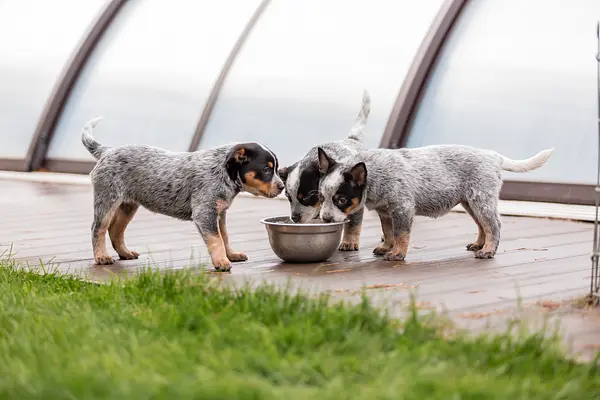 Сколько воды должен пить ваш щенок каждый день? 🐾💧