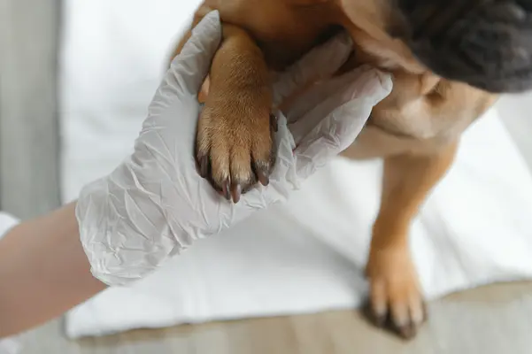 Wenn Ihr pelziger Freund eine Pfotenverletzung hat: Ein Leitfaden zur Pflege der verletzten Pfote Ihres Hundes