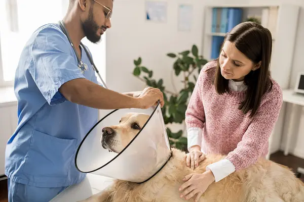 I Benefici della Sterilizzazione del Tuo Cane