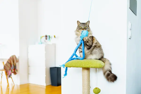 让室内猫咪保持活跃：为快乐健康的猫咪提供有趣创意的运动点子