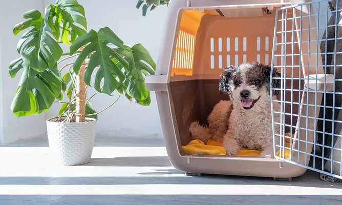 L'apprentissage de la cage bien fait : un guide pour une cage sûre et agréable